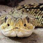 Texasklapperschlange [Crotalus atrox]