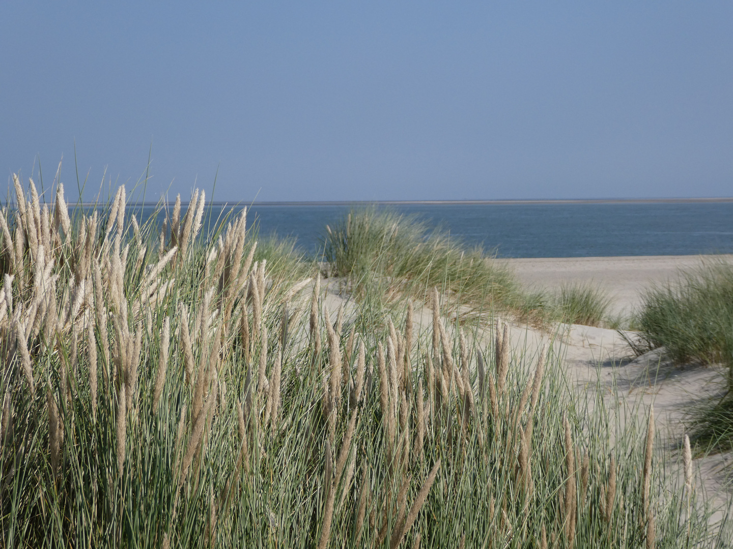 Texel