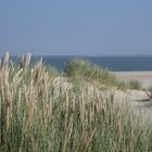 Texel