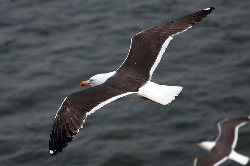 Texel