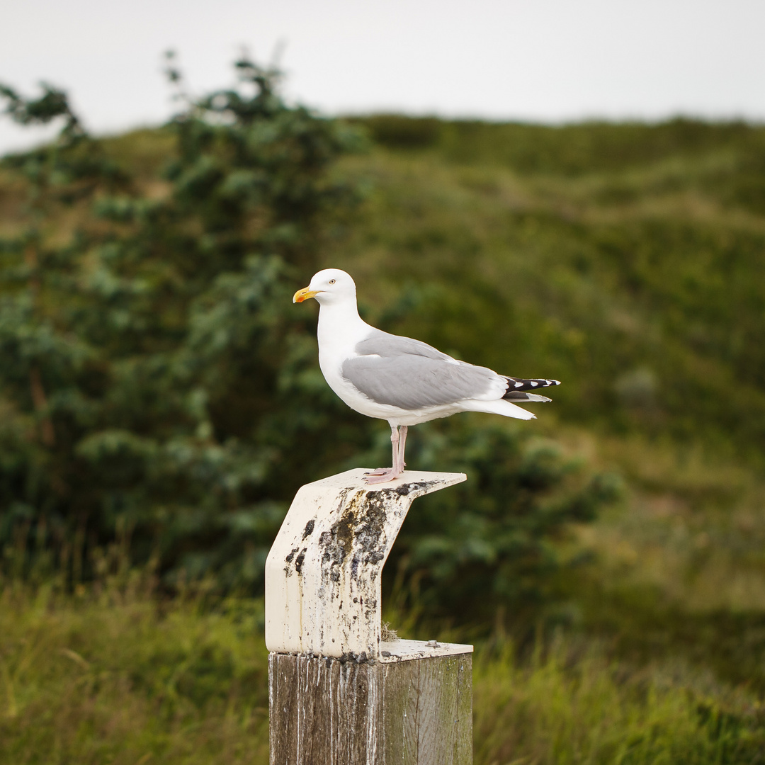 Texel