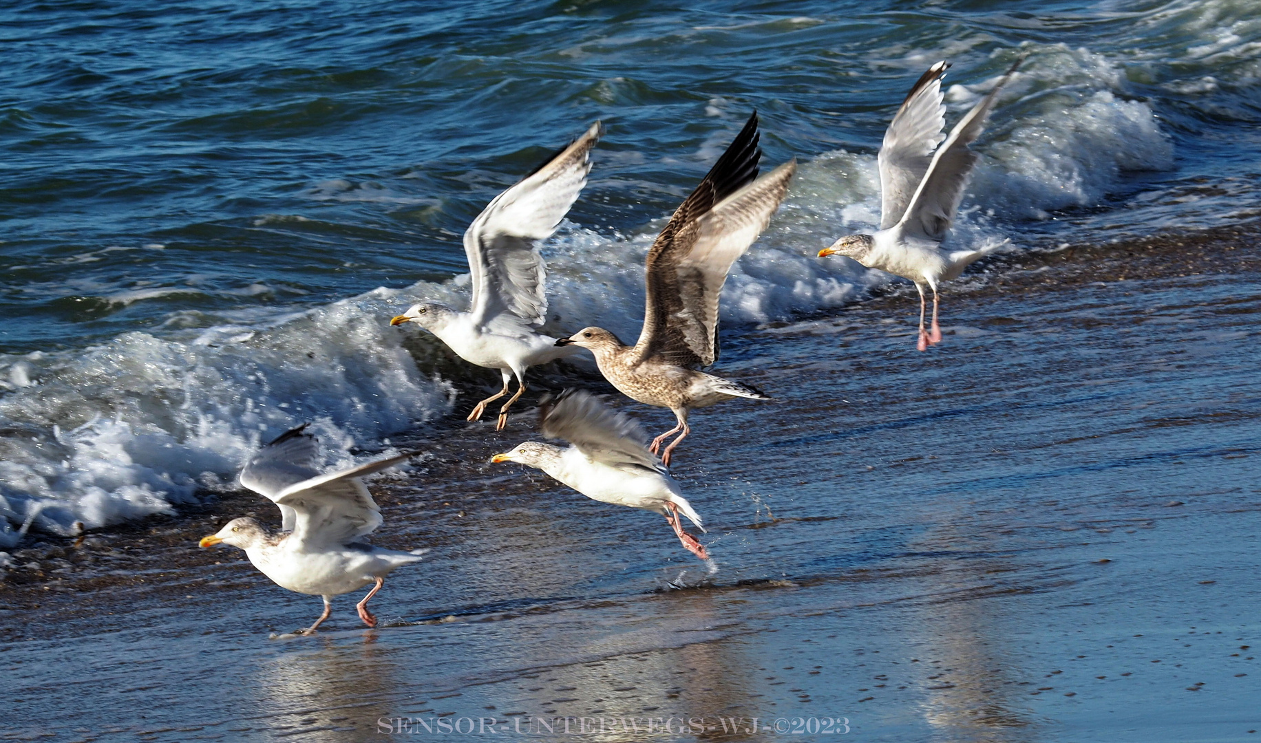 Texel