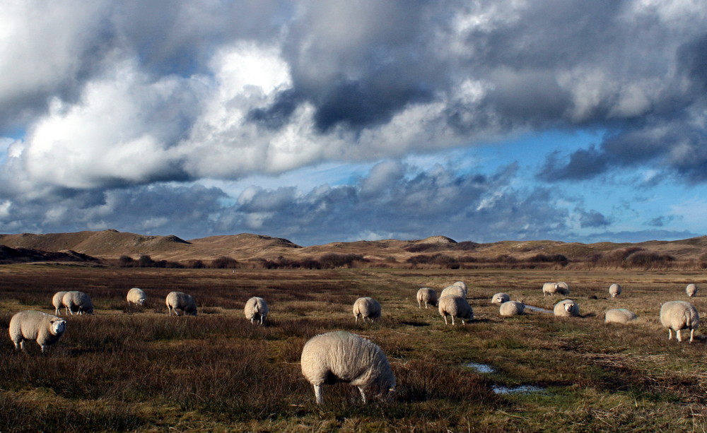 Texel