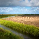 TEXEL