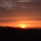 Texel bei Sonnenuntergang