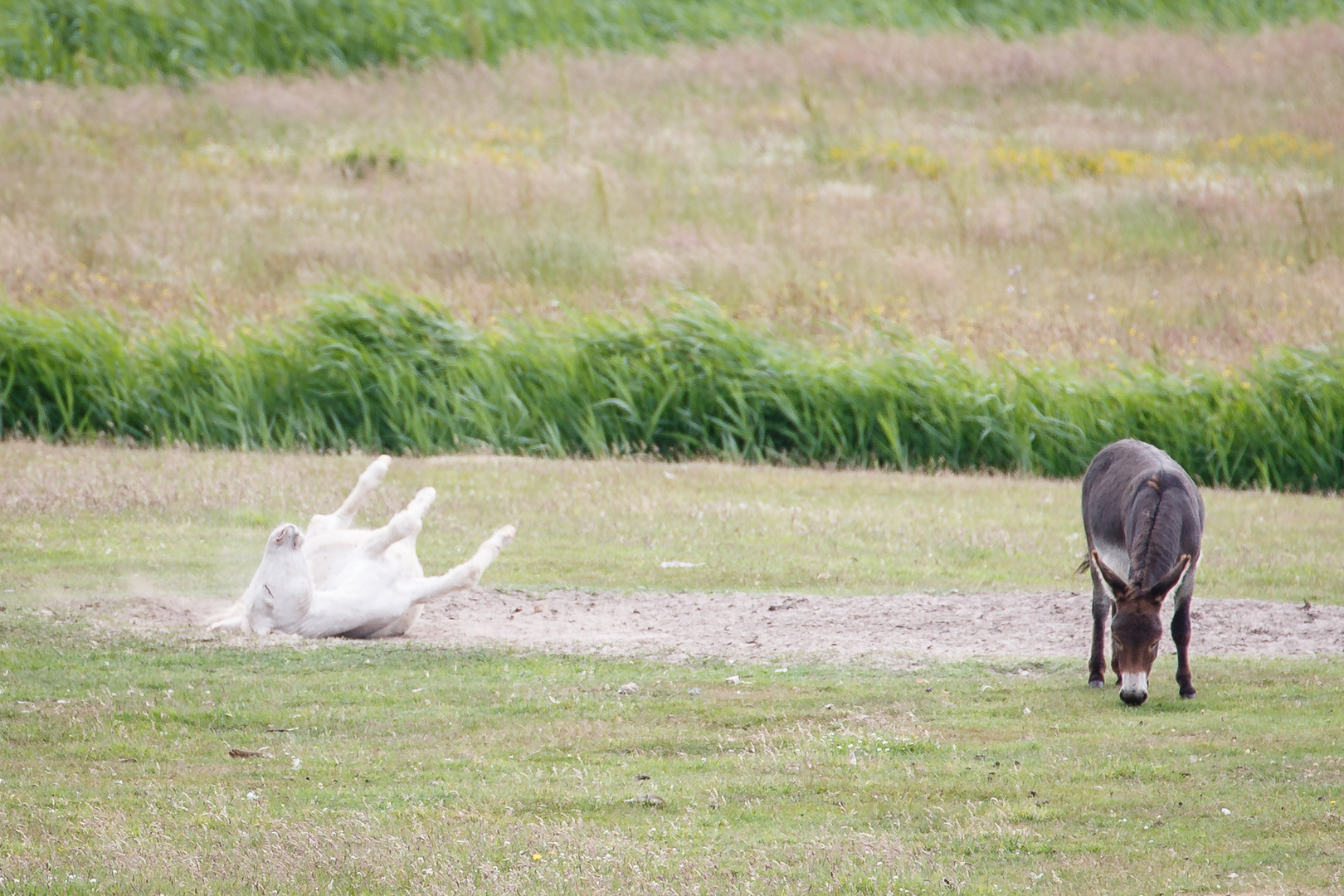 Texel