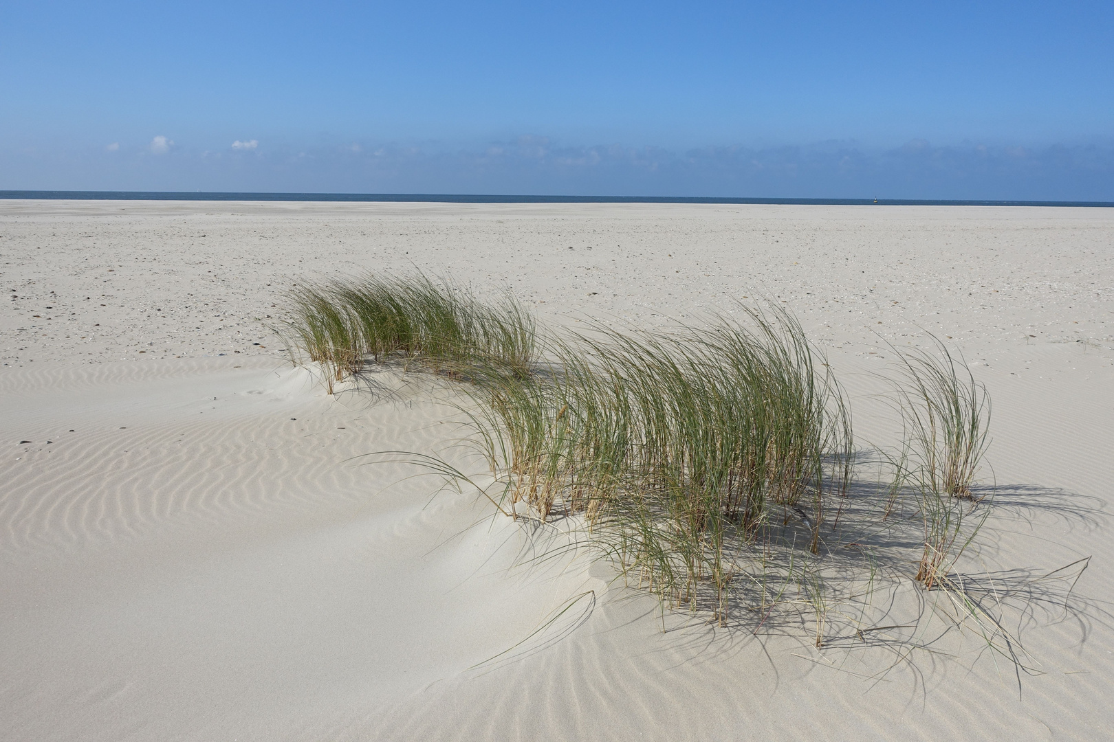 Texel Die Düne lebt