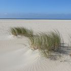 Texel Die Düne lebt