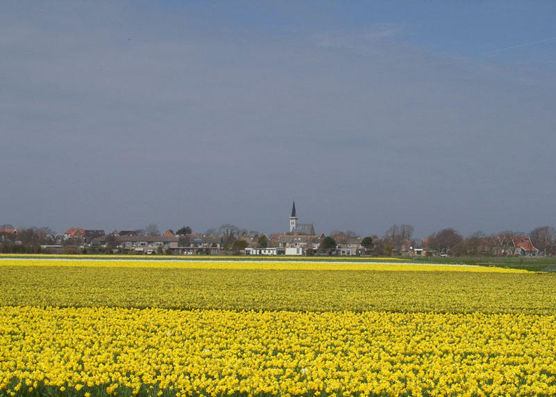 Texel im Frühling