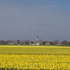 Texel im Frühling