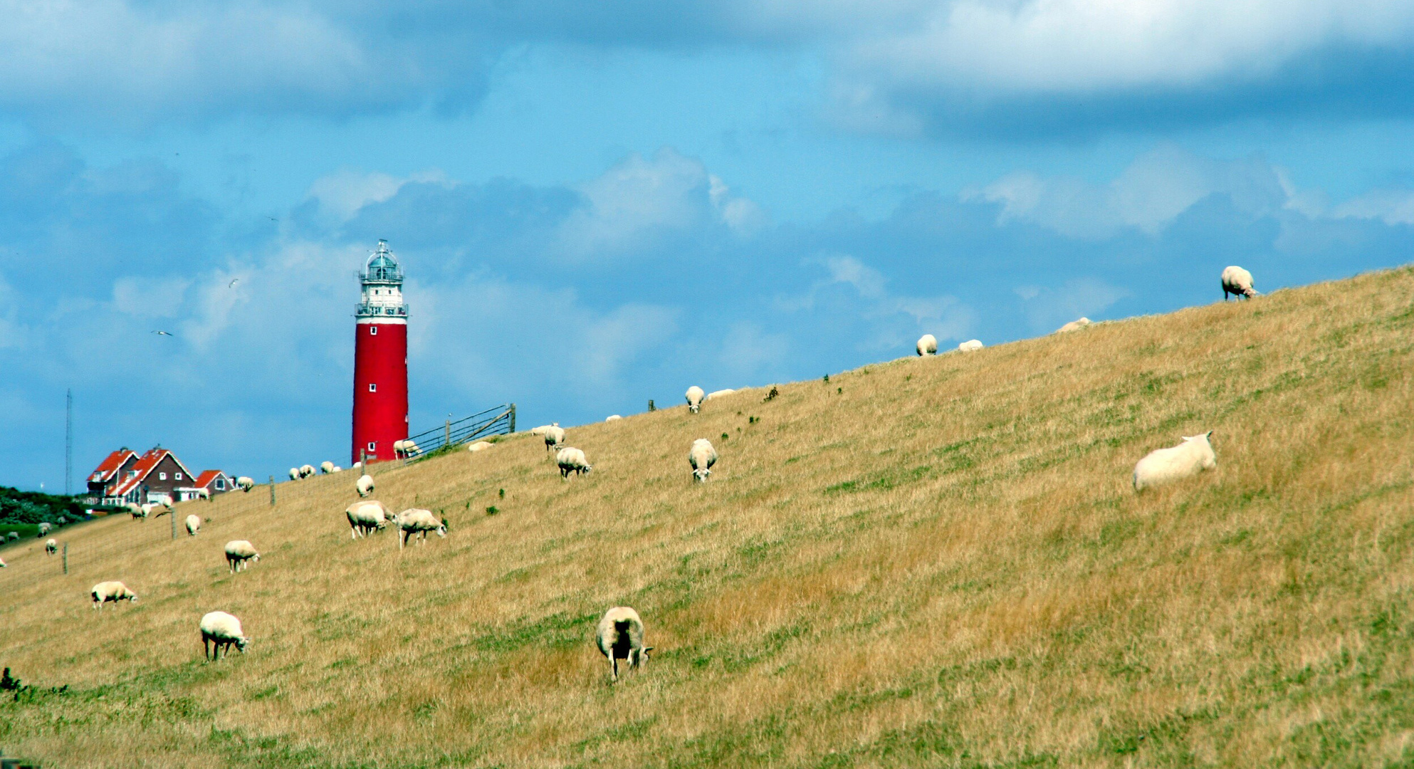 Texel im Sommer