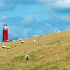 Texel im Sommer