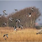 texel impressionen....