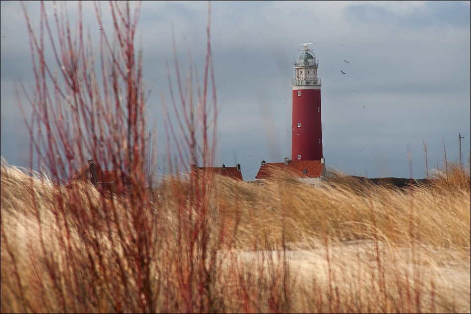 TEXEL - In Red