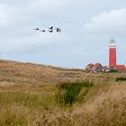 Texel Leuchtturm 