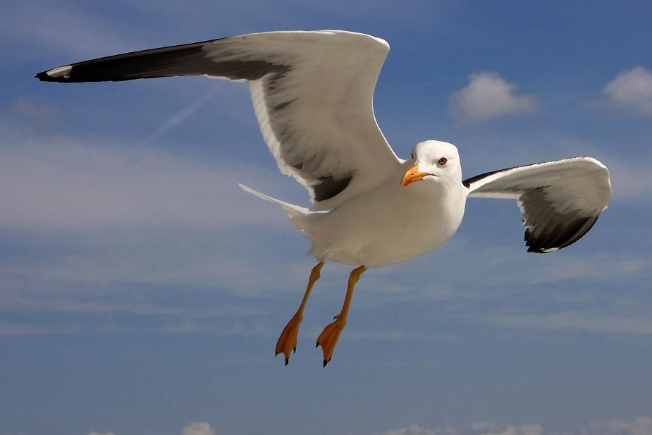 Texel Möwe