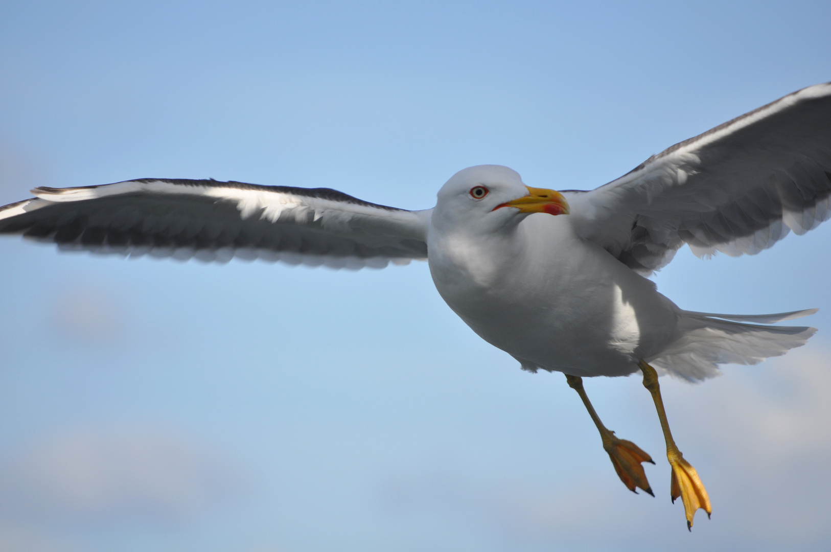 Texel-Möwe