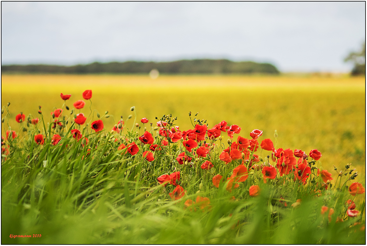 texel-mohn.....