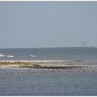 Texel: Natur und die Suche nach Oel