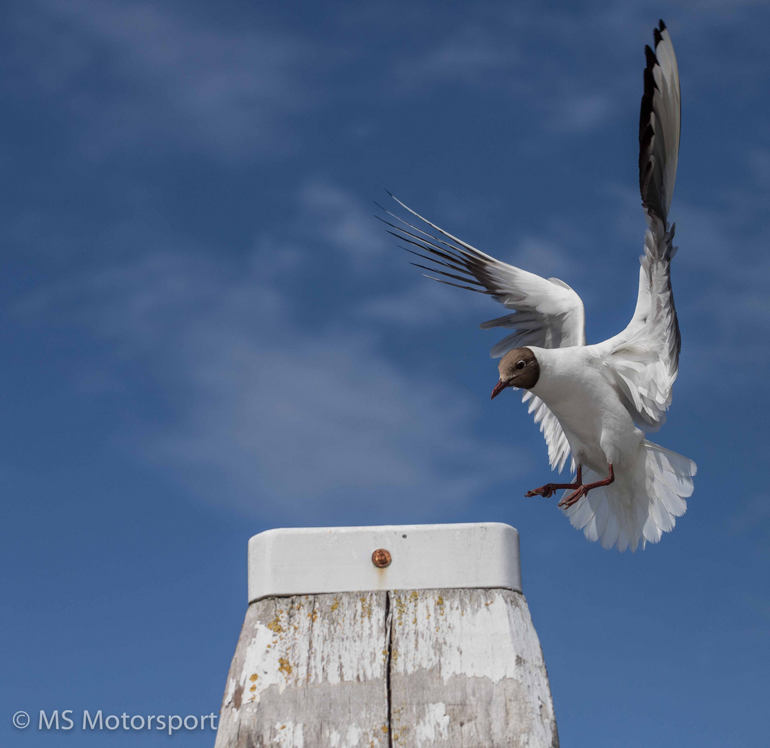 Texel - NL