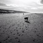 Texel Strand Pur