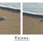 Texel swimming