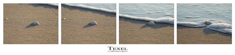 Texel swimming