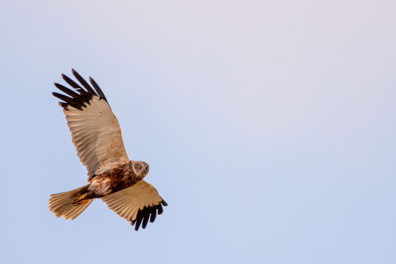 Texel - Vögel im Flug 1