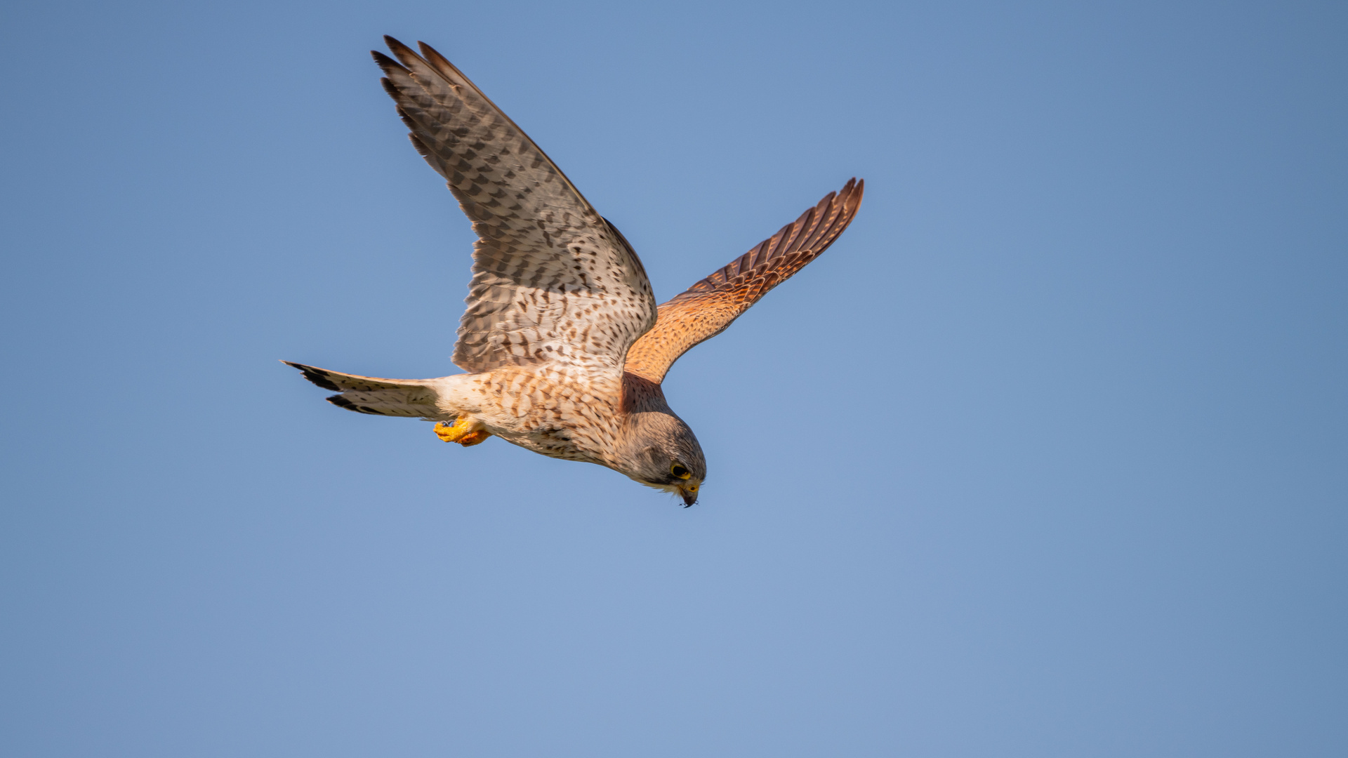 Texel - Vögel im Flug 3
