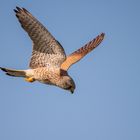 Texel - Vögel im Flug 3