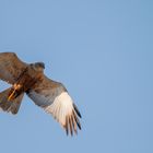 Texel - Vögel im Flug 5