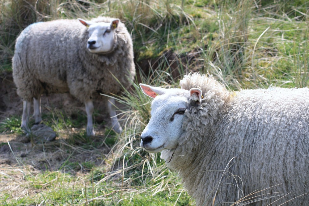 Texel`s Schafe