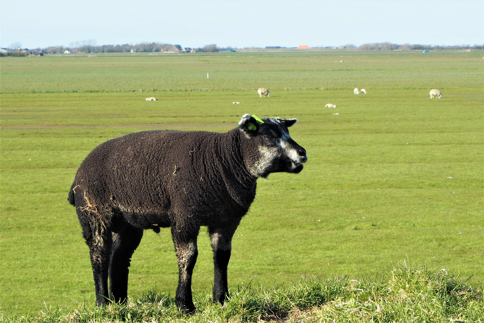 Texelschaf