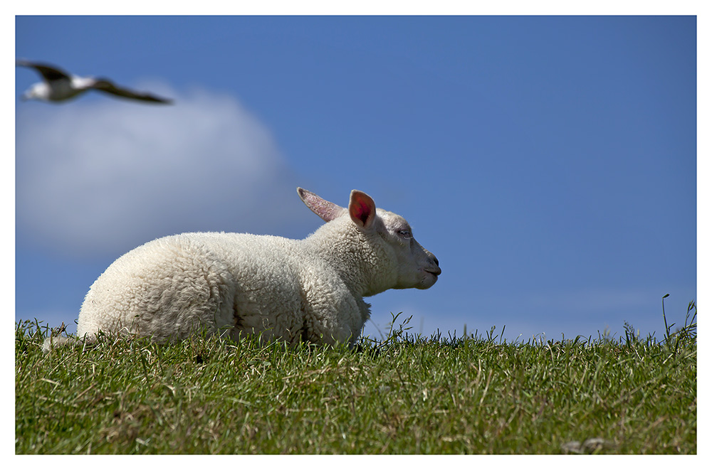 Texelschaf