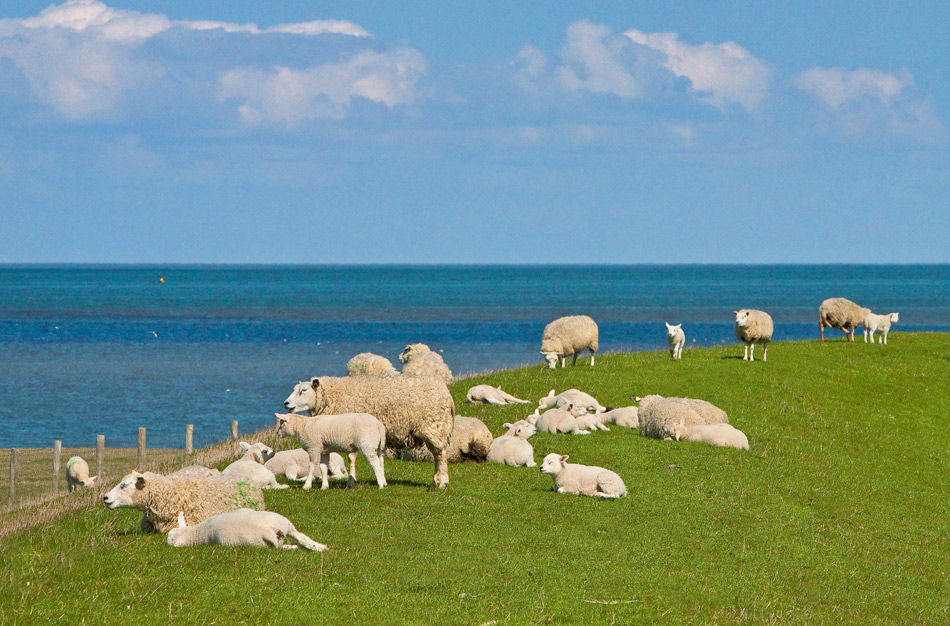 Texelschafe