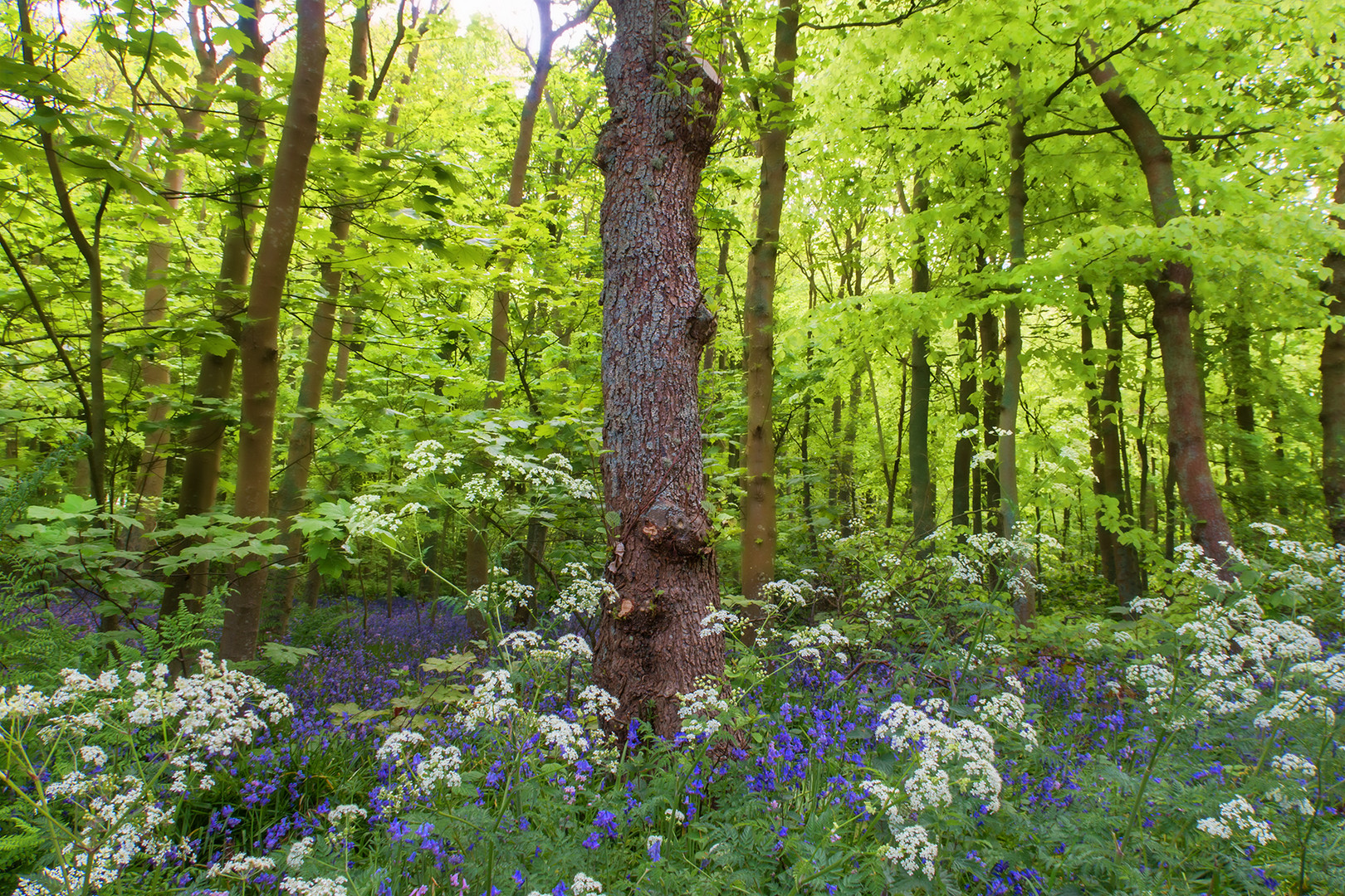 Texelwald 