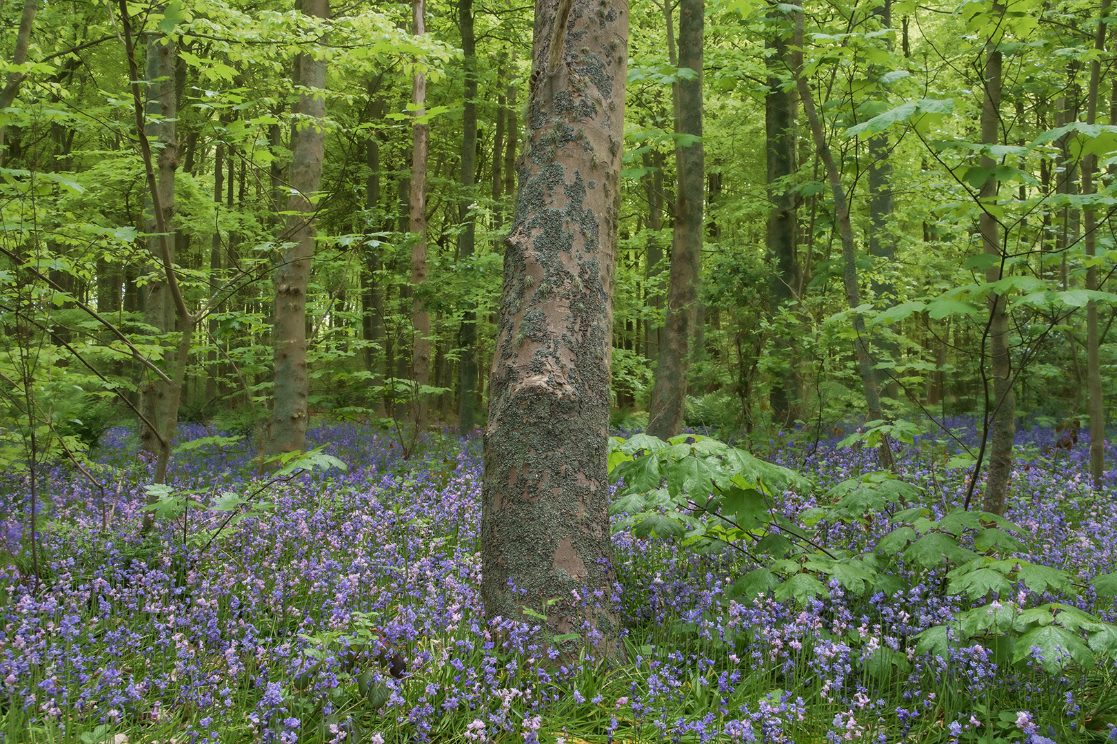 Texelwald im Frühling 