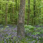 Texelwald im Frühling 