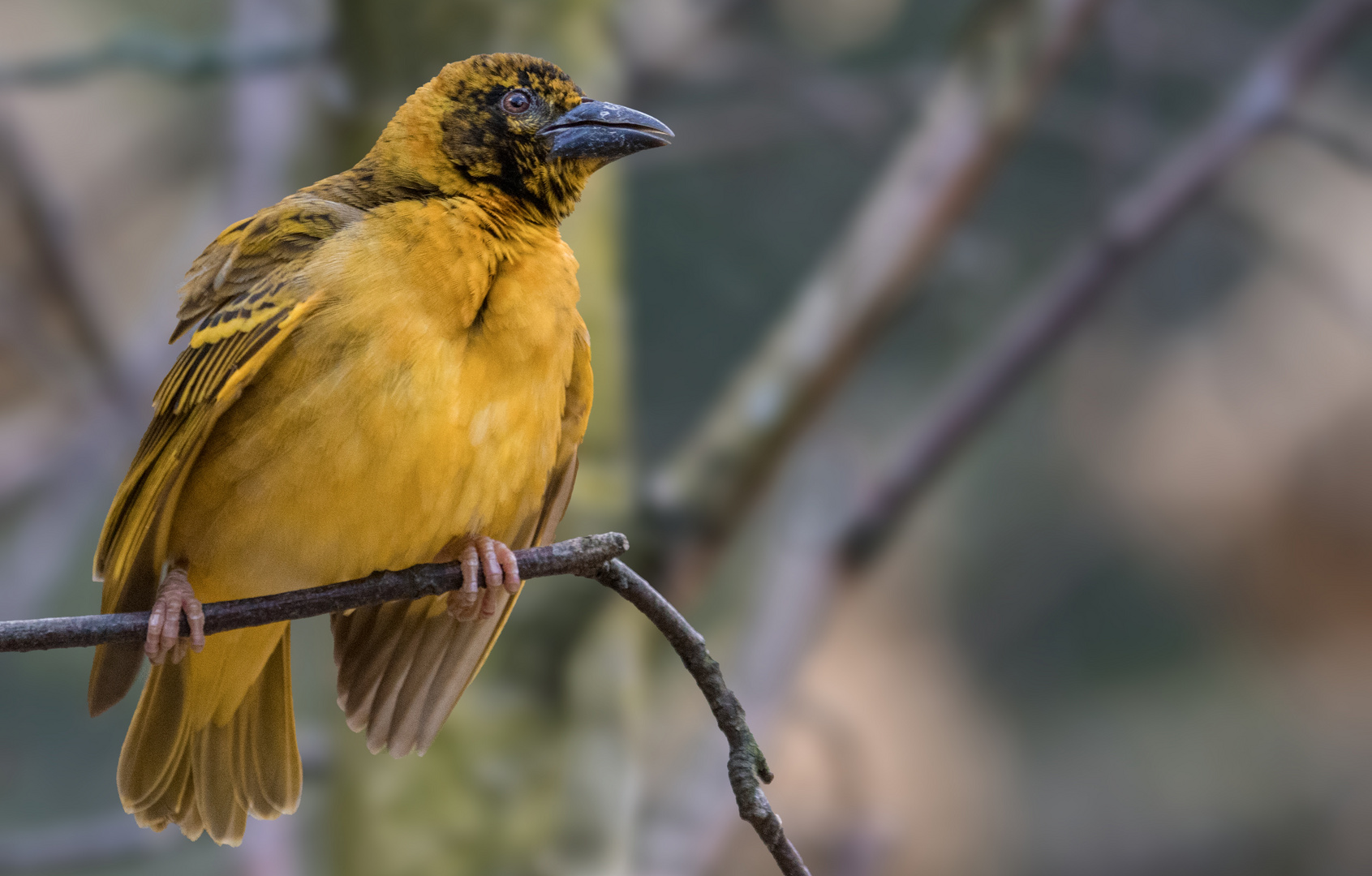 Textor Weber 001 Foto & Bild deutschland, europe, nordrhein