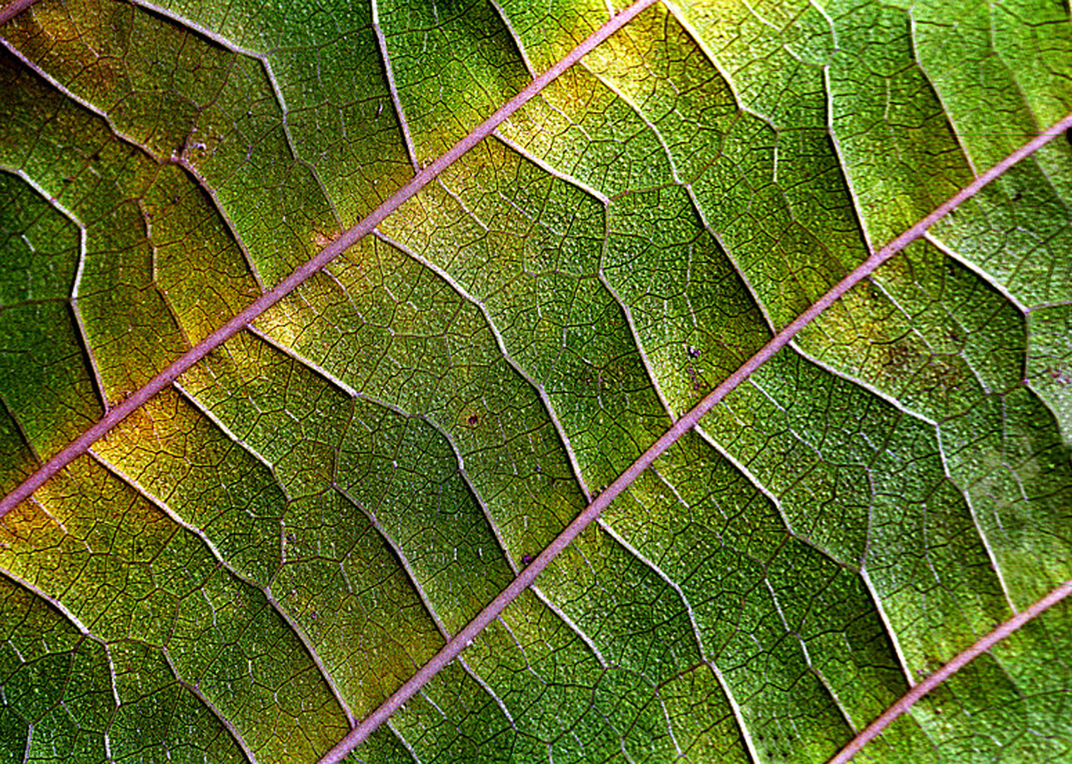 Textur von einem Blatt