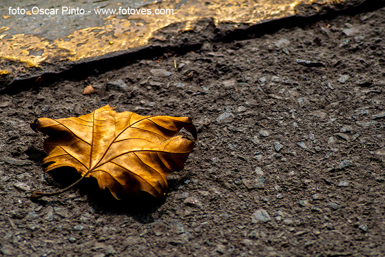 Textura de otoño