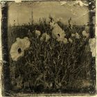 textured wildflowers