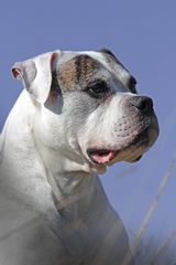 Texx - American Bulldog Rüde