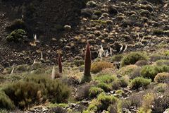TF-2025-Teide-Natternkopf-02
