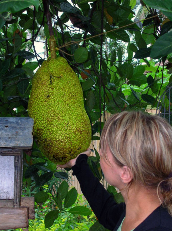 THA JACKFRUIT!!!