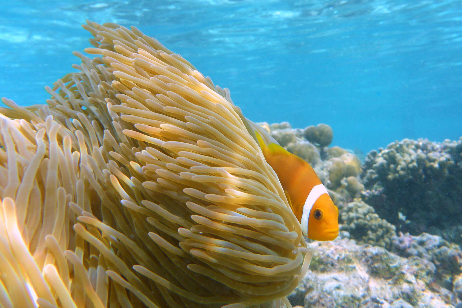 Thaa Atoll / Maldives