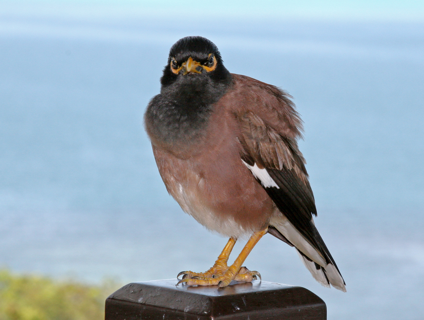 THAI AMSEL