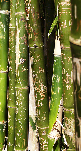 thai bamboo