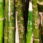 thai bamboo