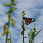 Thai-Butterfly